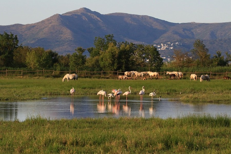 parque natural aiguamolls