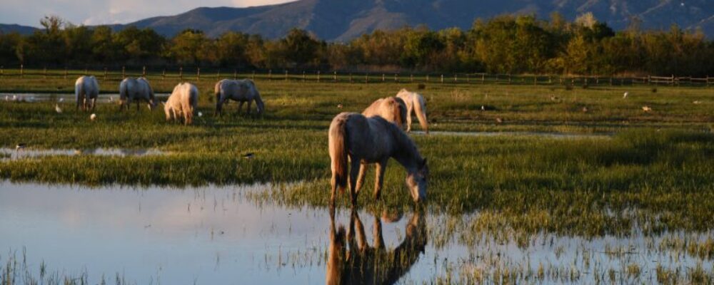 Actividades para niños y familias cerca del Aparthotel Giuliano en Empuriabrava