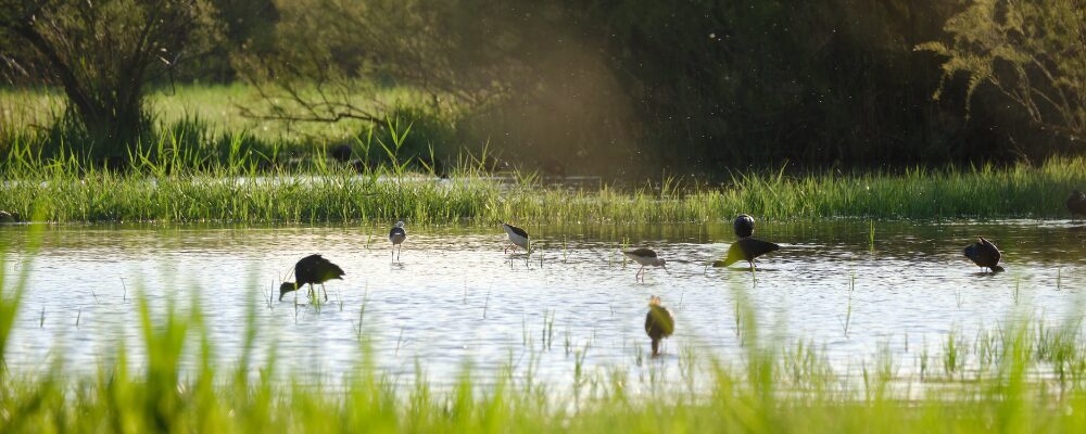 Els Aiguamolls de l’Empordà