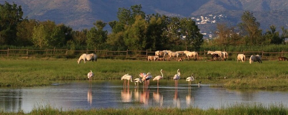 parque natural aiguamolls